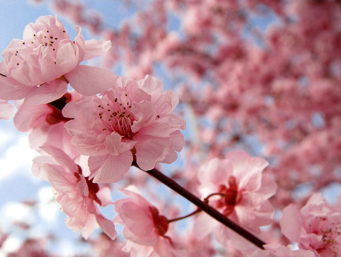 cherry_blossom_.jpg