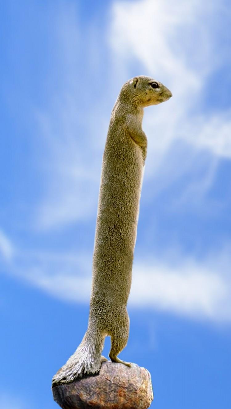 Meerkats10.jpg