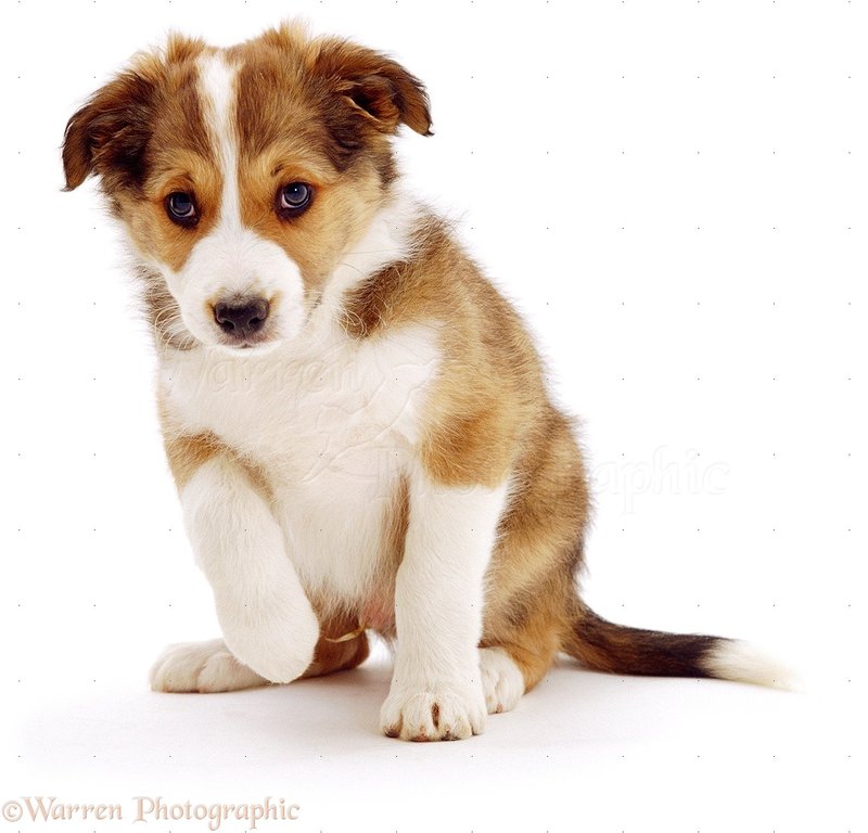 00837-Cute-puppy-white-backgroun