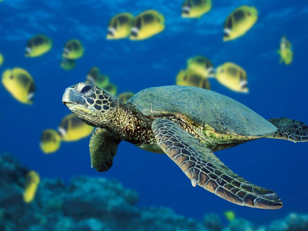 Hawaiian_Green_Sea_Turtle.jpg