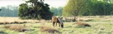 10 wilde paarden goor-leenderbos
