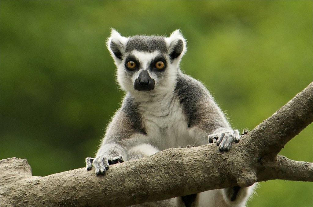 lemur-habitat.jpg