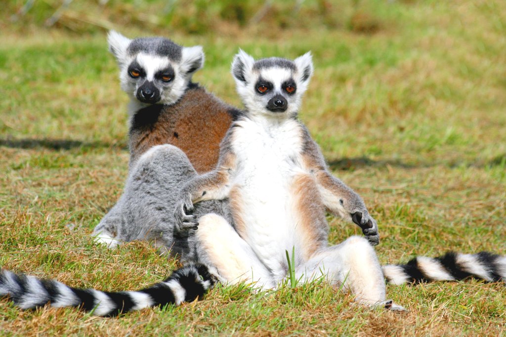 Ringtailed_lemurs.jpg