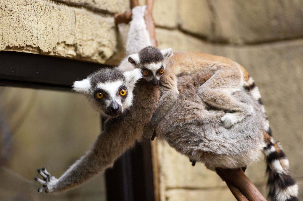 baby ring tailed lemur.jpg