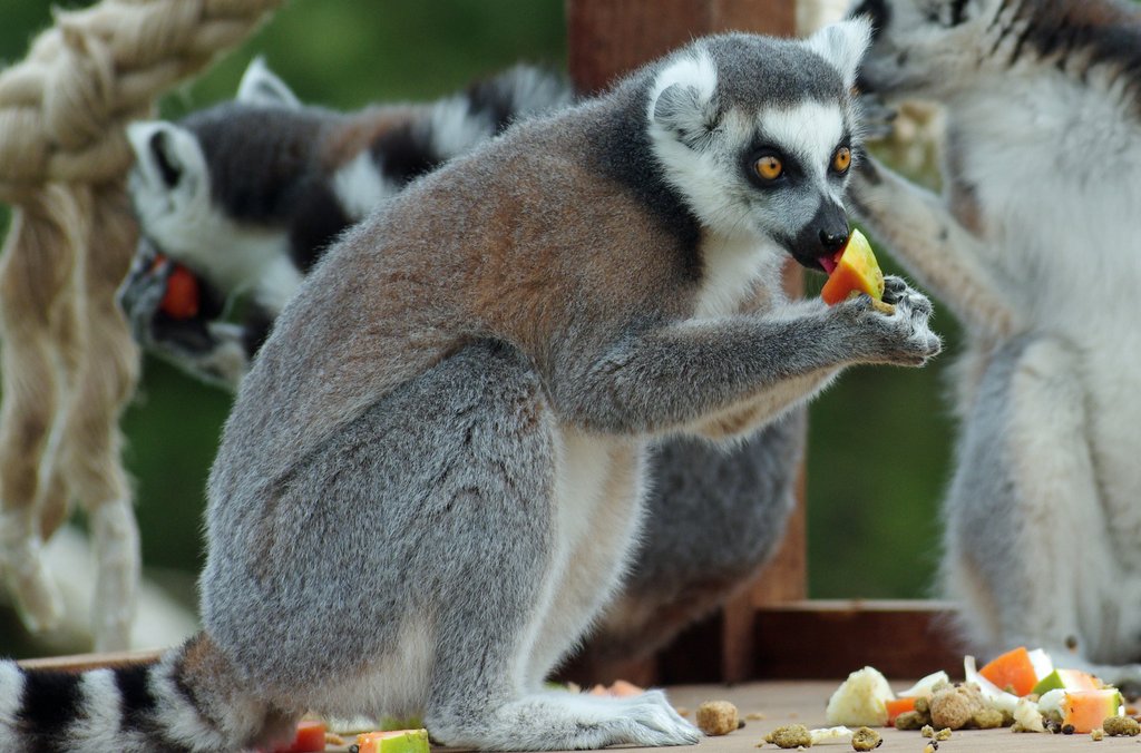 Gillian-Day-Lemur-April-21st-201
