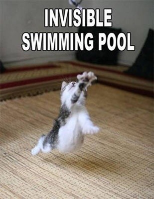 swimming cat.jpg