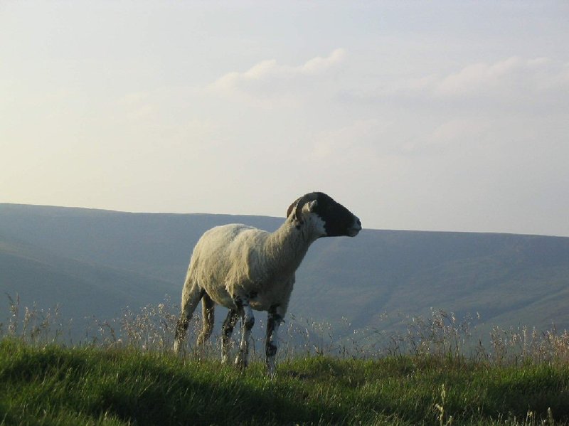 Noble sheep 3.jpg
