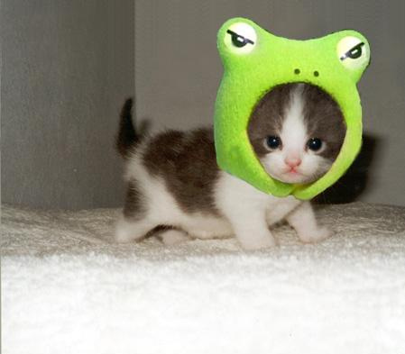 cutest-kitten-hat-ever-13727-123
