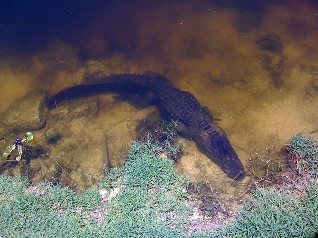 Alligators in the Everglades of