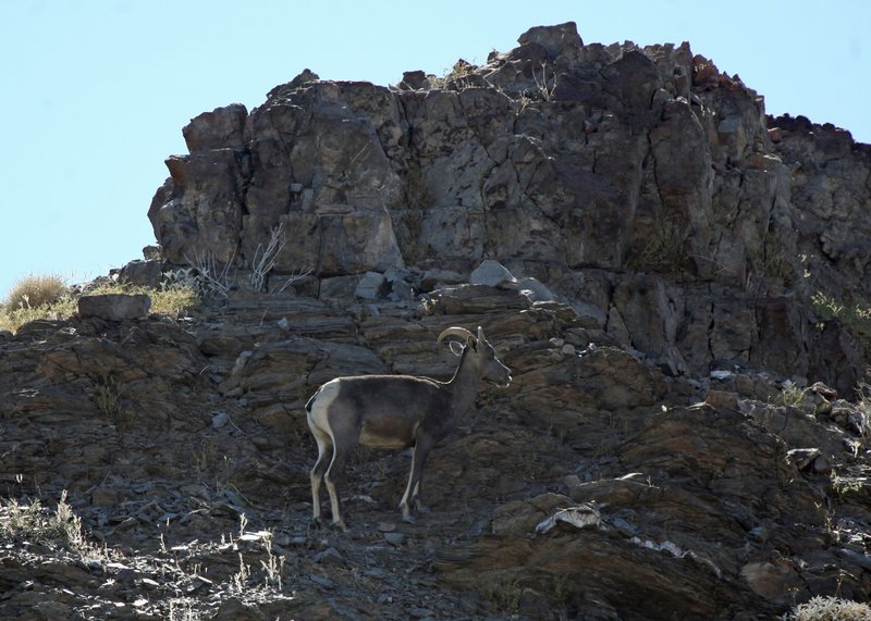desert bighorn sheep_6445.jpg