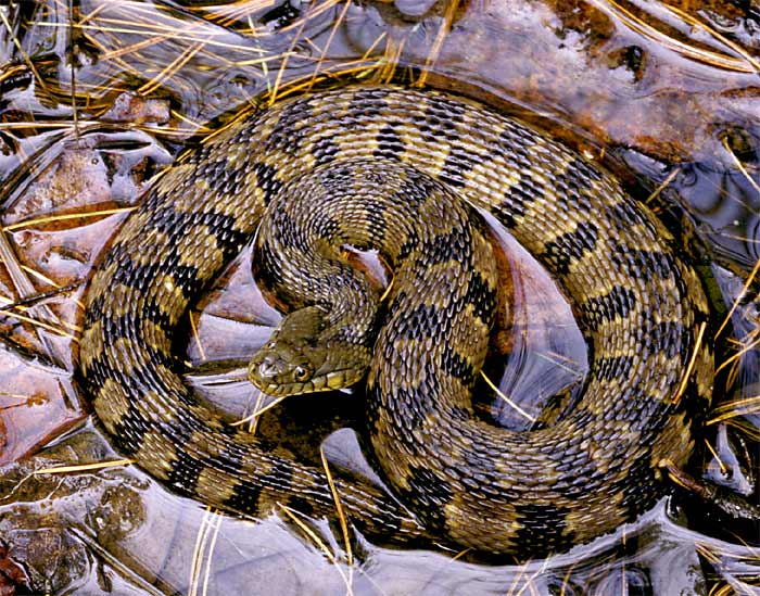 Diamondback Water Snake.jpg