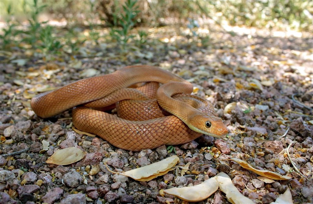 Baja California Rat Snake.jpg