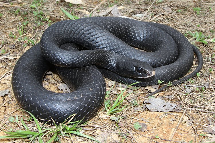 Black Racer Snake.jpg