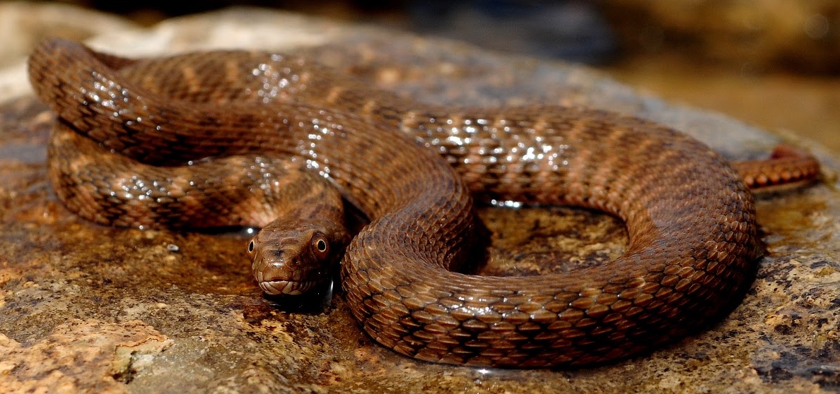 Brazos Water Snake.jpg