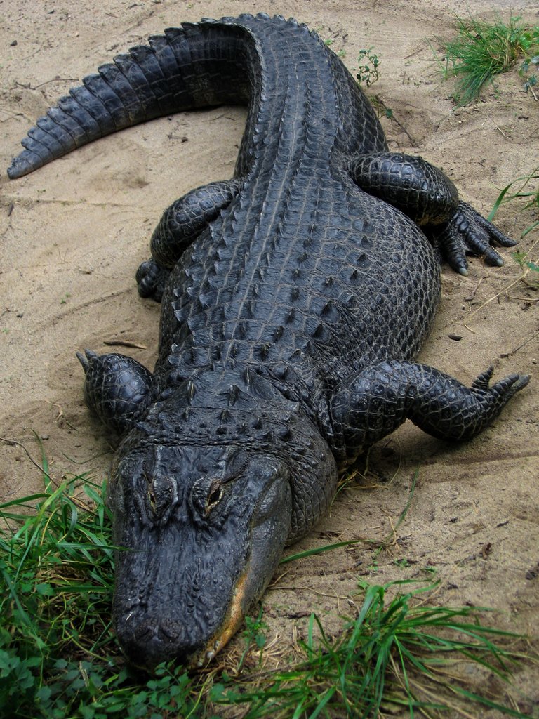 Alligator 1.jpg
