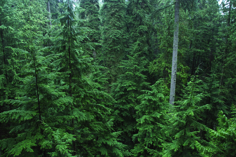 Canada%20forest-shutterstock-thu