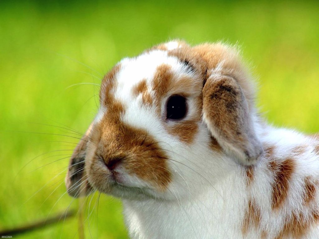 animals-pictures-cute-rabbit.jpg
