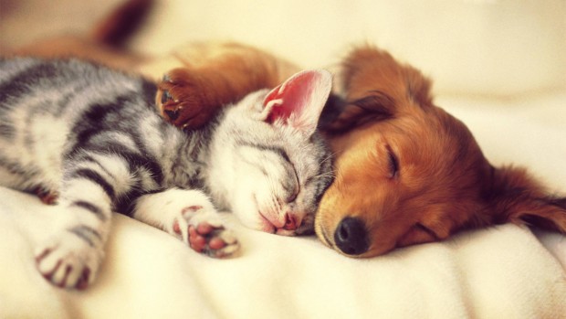 cute-cat-and-dog-sleep-wallpaper