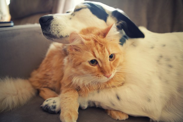 Cat-and-dog-wallpaper-free-620x4