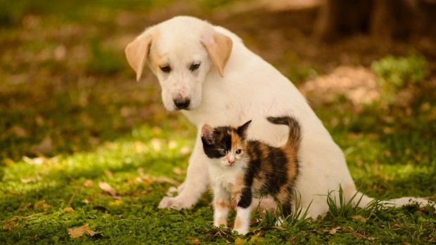 Dog-Cat-kitten-friends-baby-wall