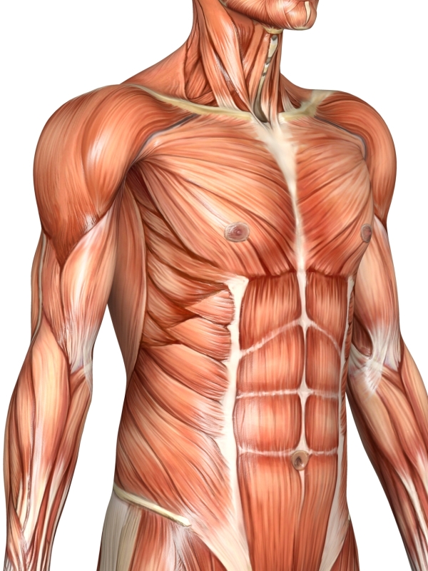 abdominal muscles.jpg