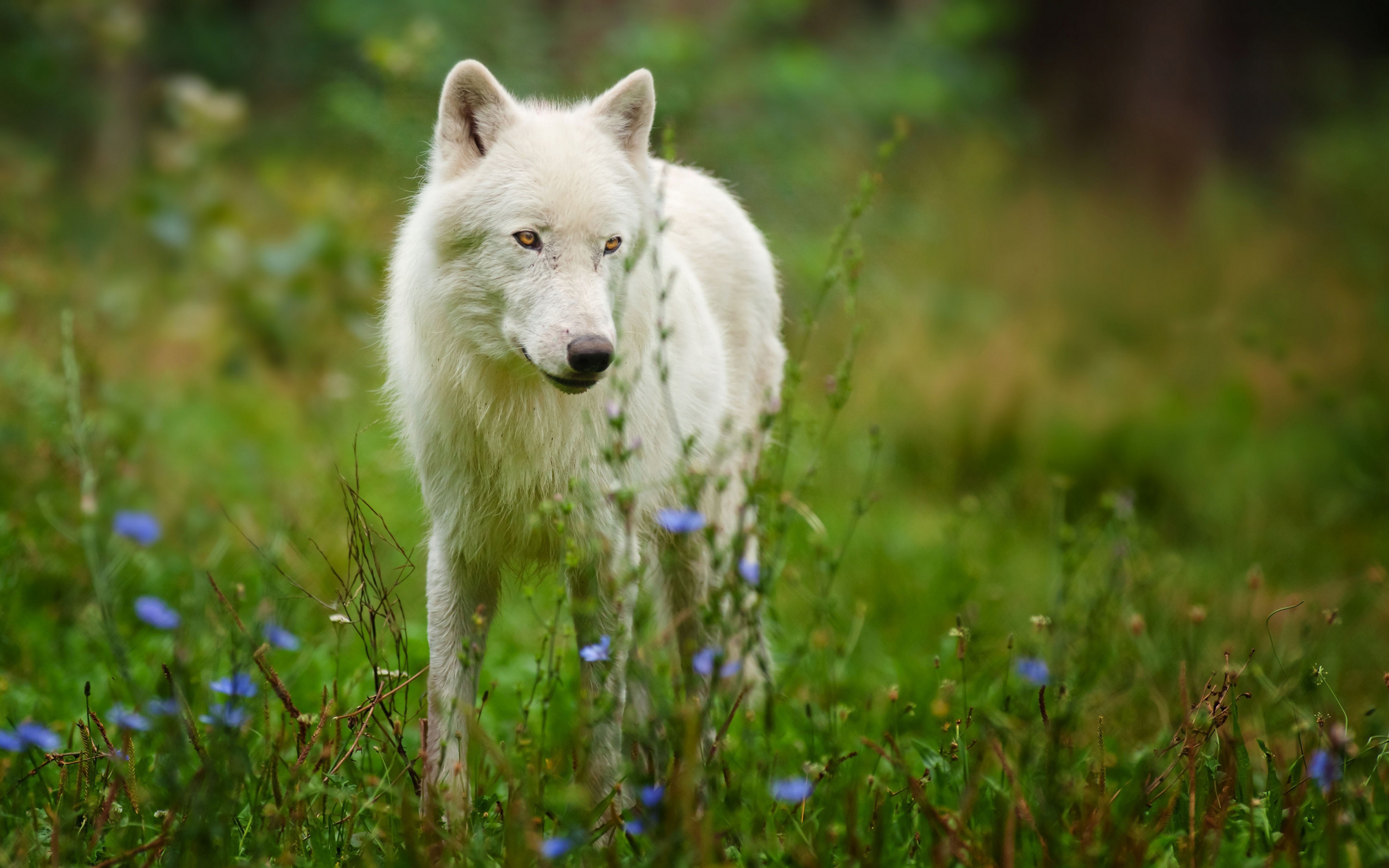 arctic_wolf_predator_wolf_59913_