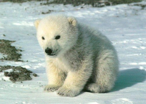 cute-baby-bear.jpg