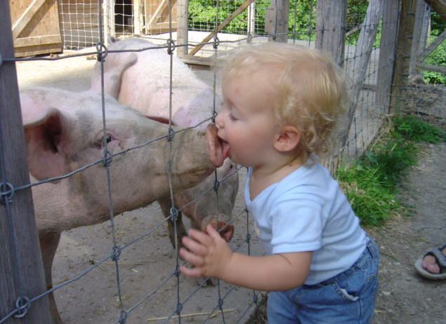 kid-licks-pig.jpg