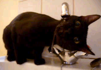 water-cat.gif