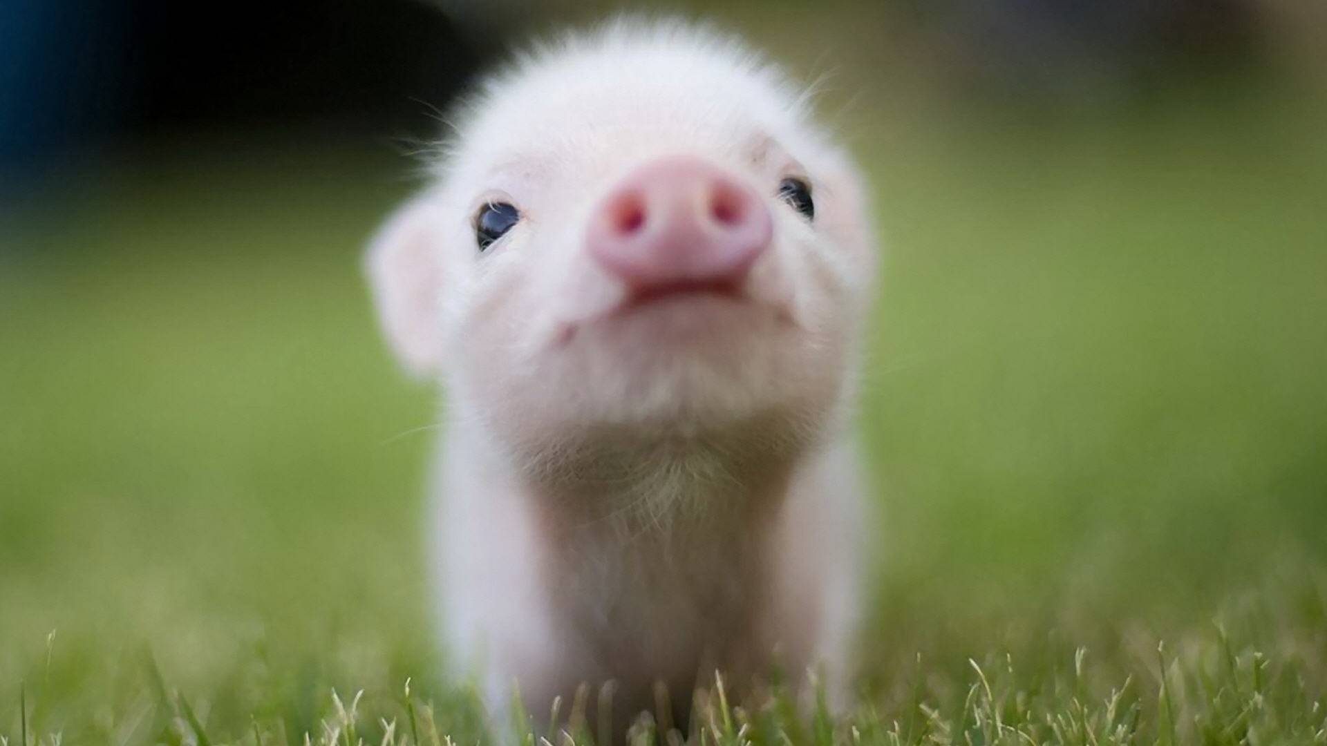 48058-animal-lovers-cute-pig.jpg