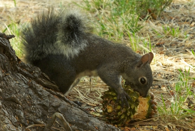 squirrel01-08.jpg