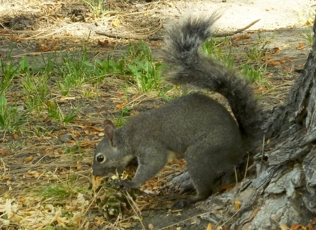 squirrel01-09.jpg