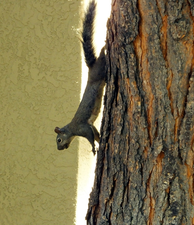 squirrel01-01.jpg