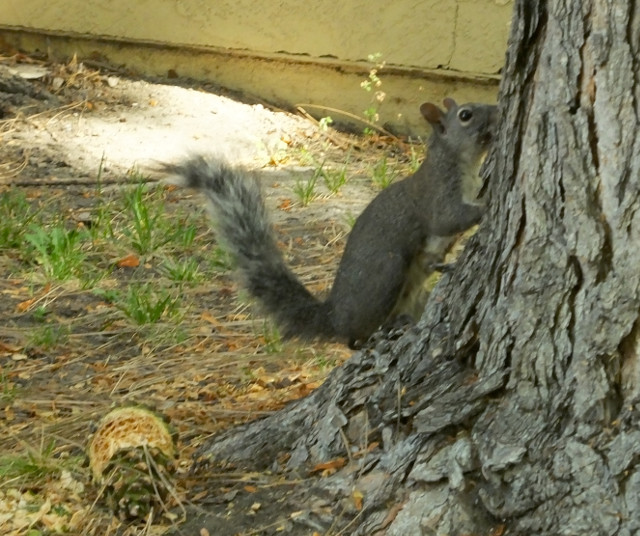 squirrel01-10.jpg