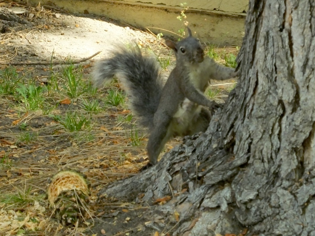 squirrel01-11.jpg