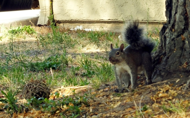 squirrel01-03.jpg