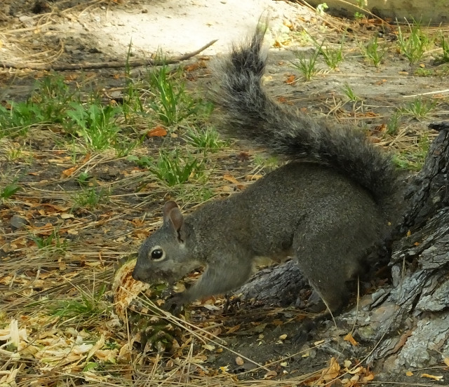 squirrel01-12.jpg