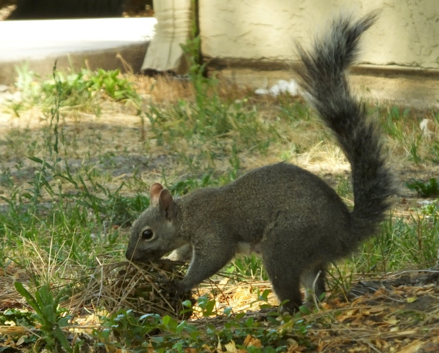 squirrel01-04.jpg