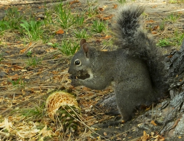 squirrel01-13.jpg