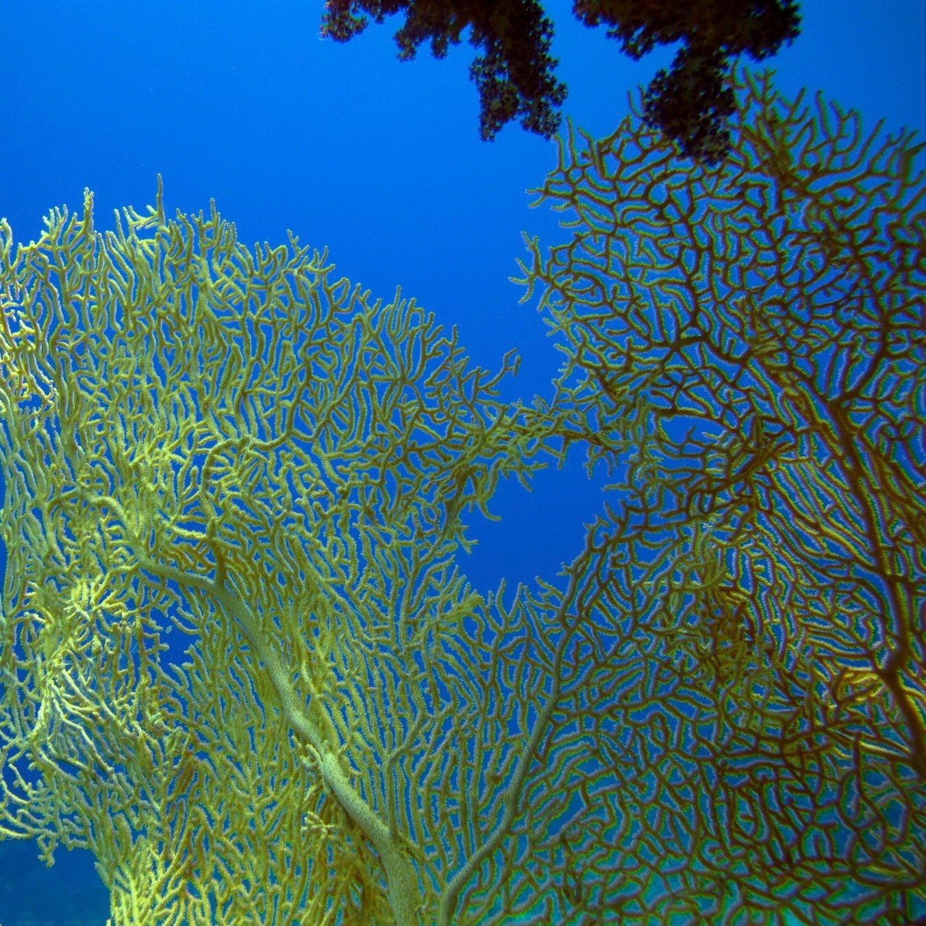 Gorgonian fan coral.jpg