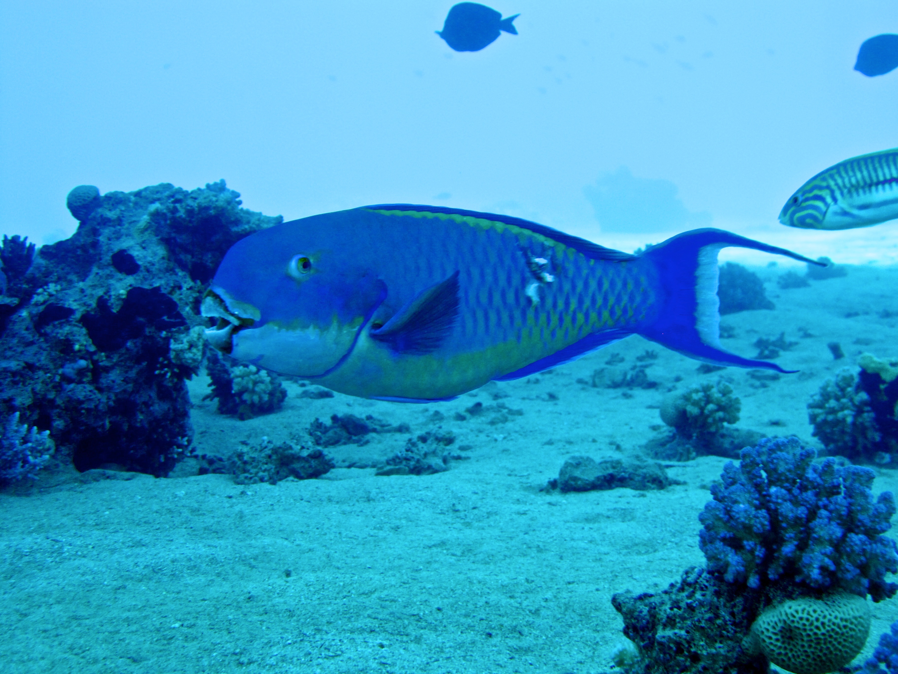 Parrotfish (bullethead) 1.jpg