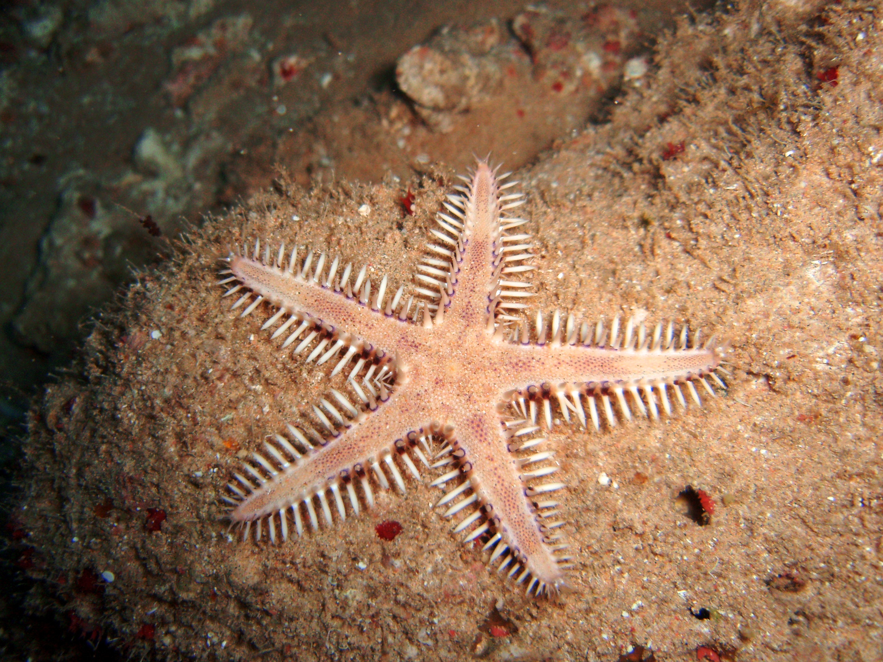 Sea star comb.jpg