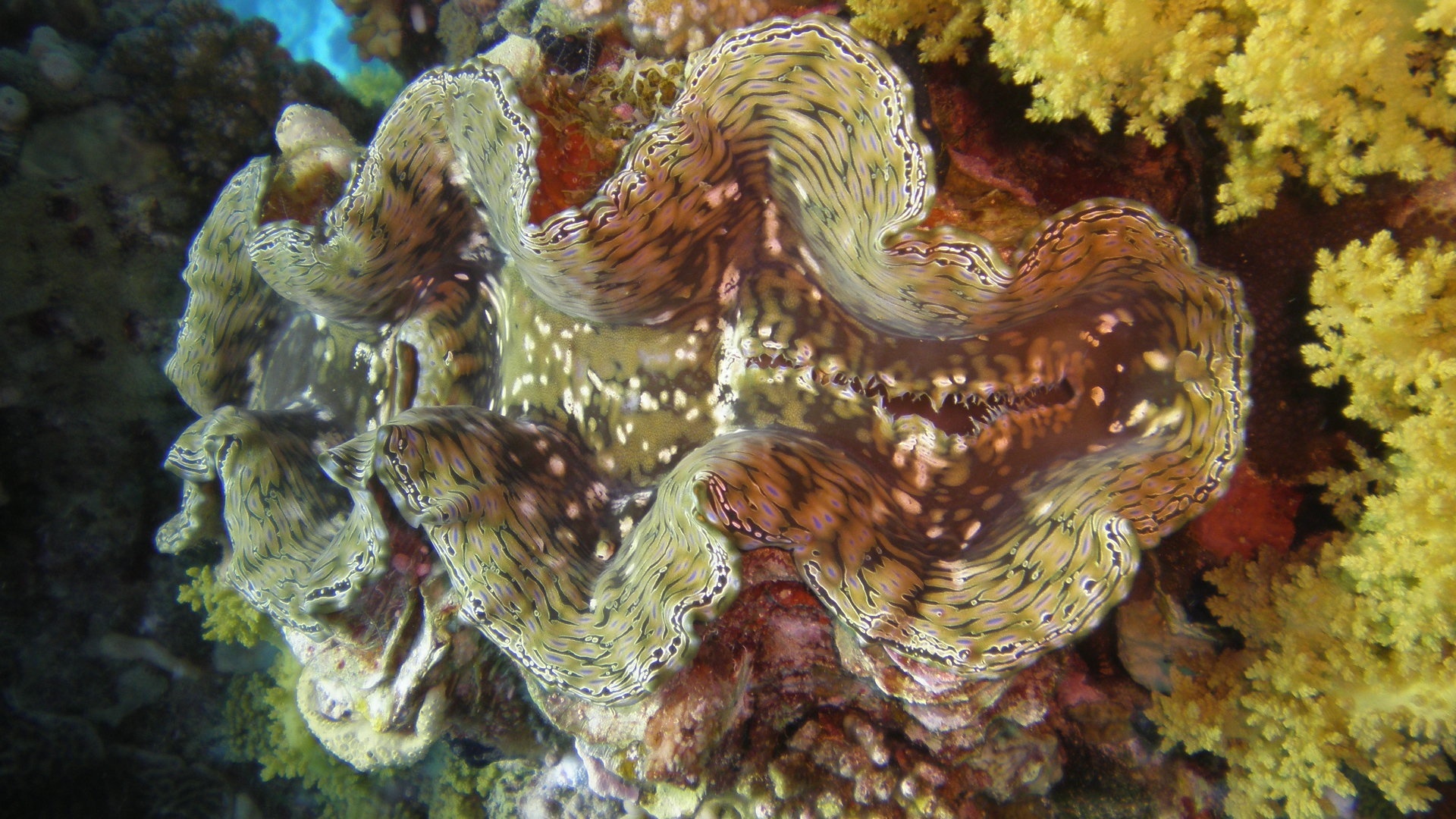 Squamose giant clam.jpg