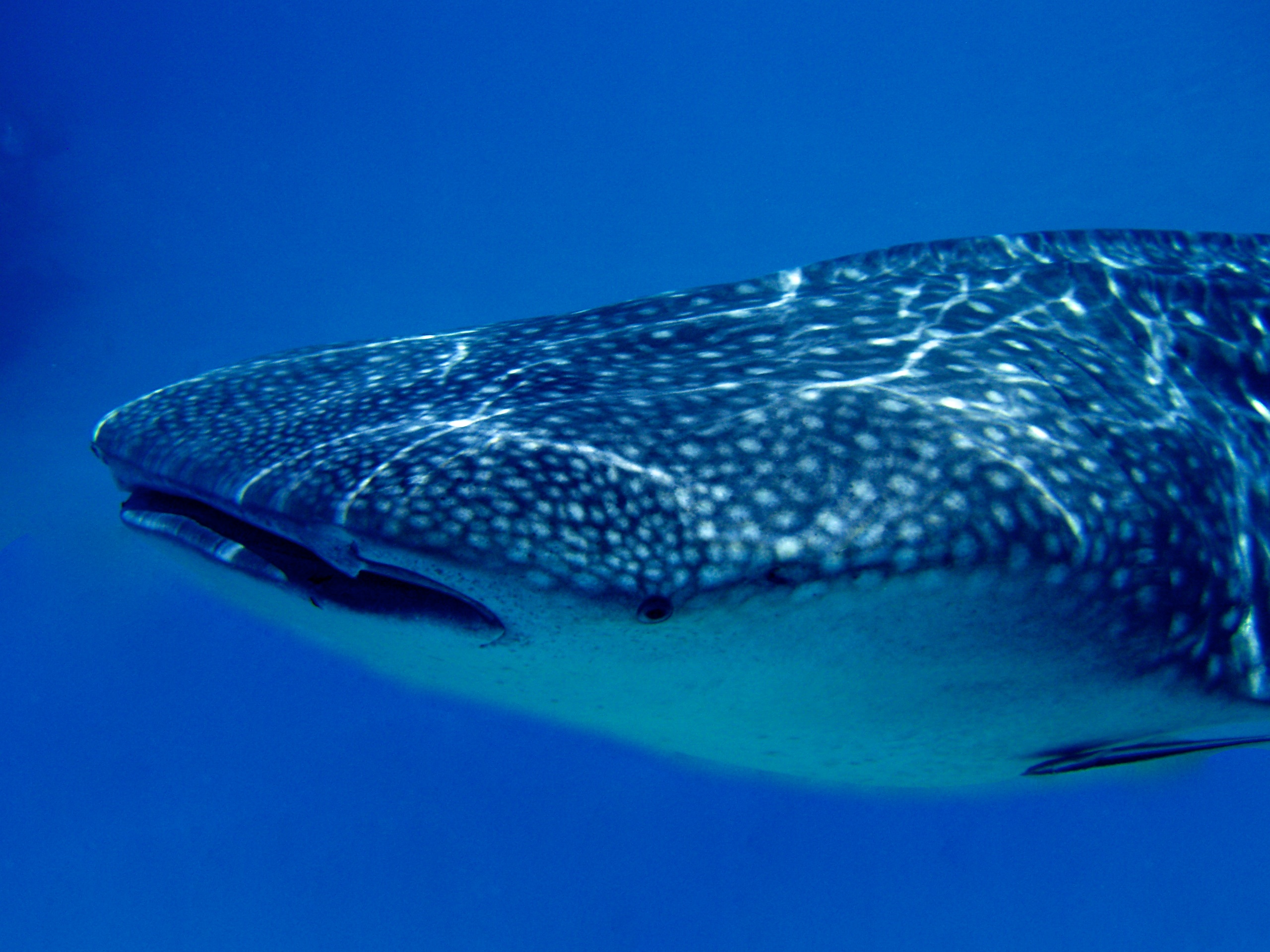 Whale shark 2.jpg