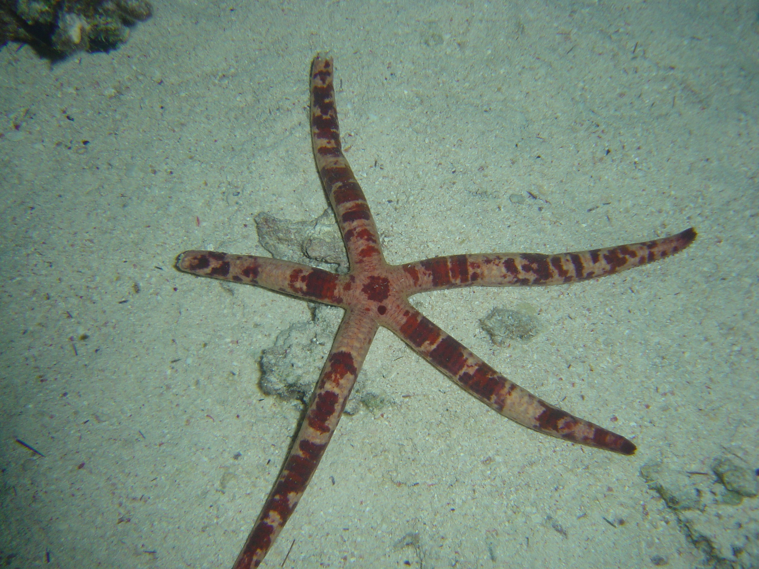 Sea star leach