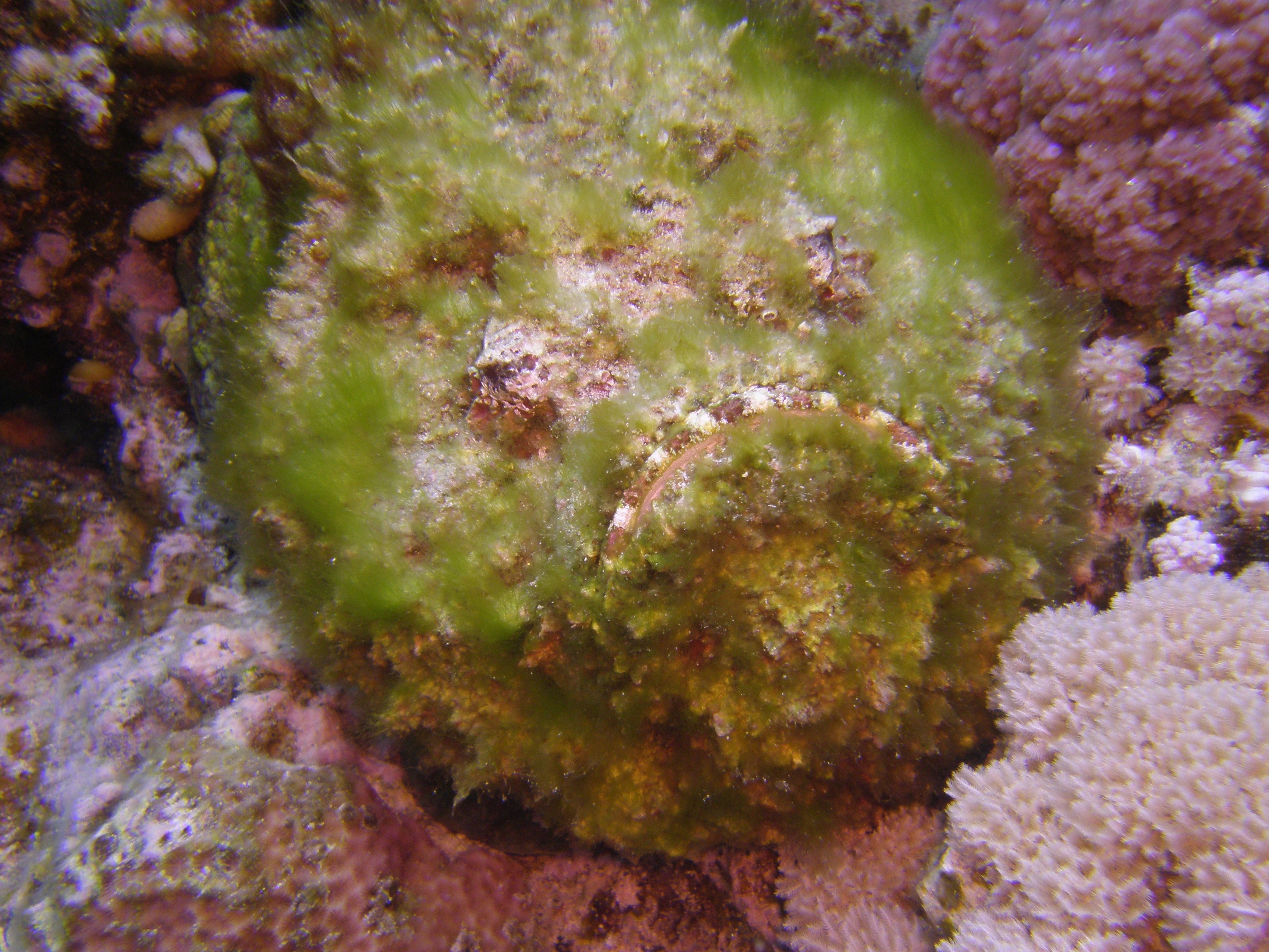 Stonefish green.jpg