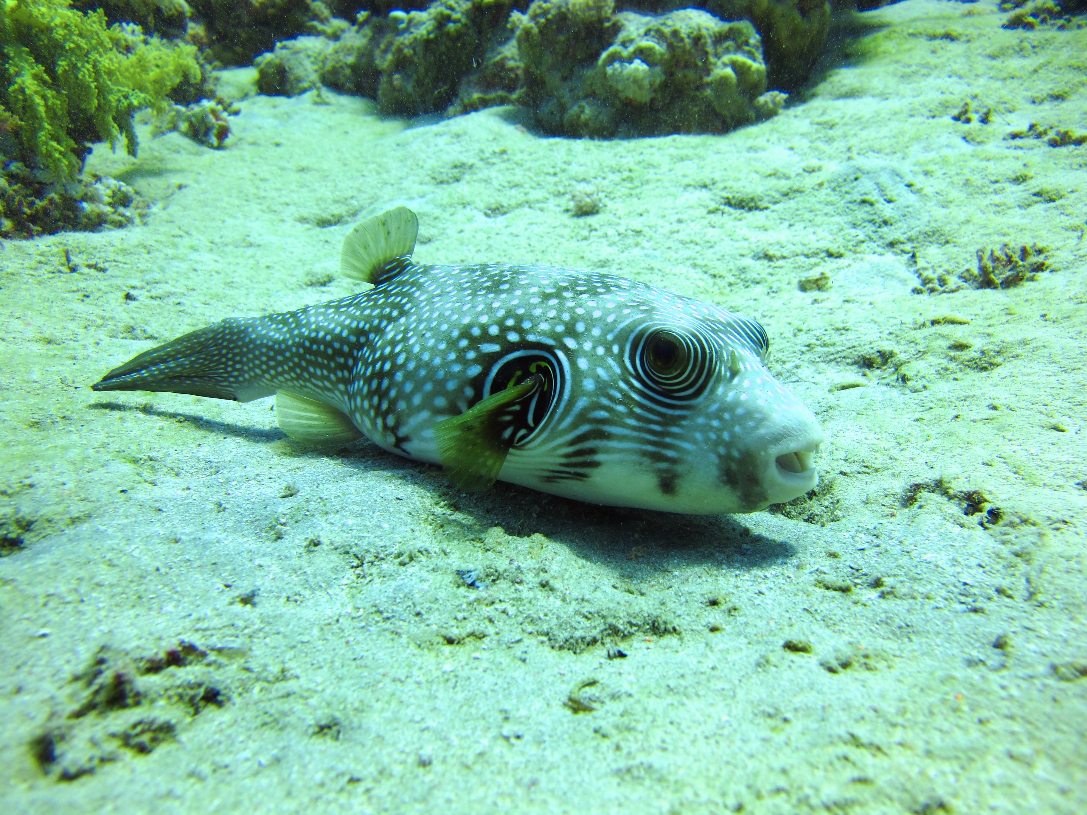 Whitspotted puffer 1.jpg