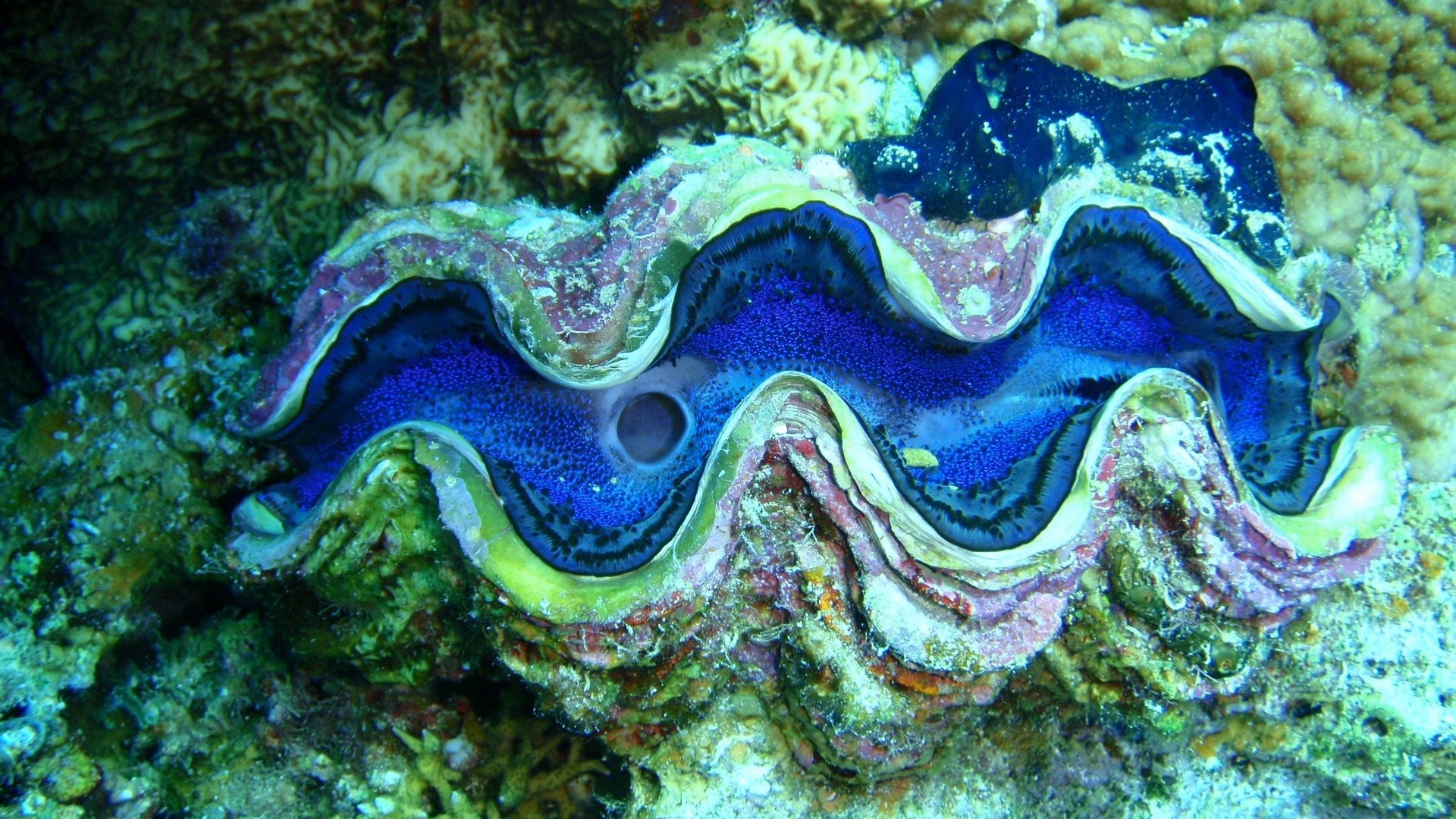 Common giant clam 2.jpg