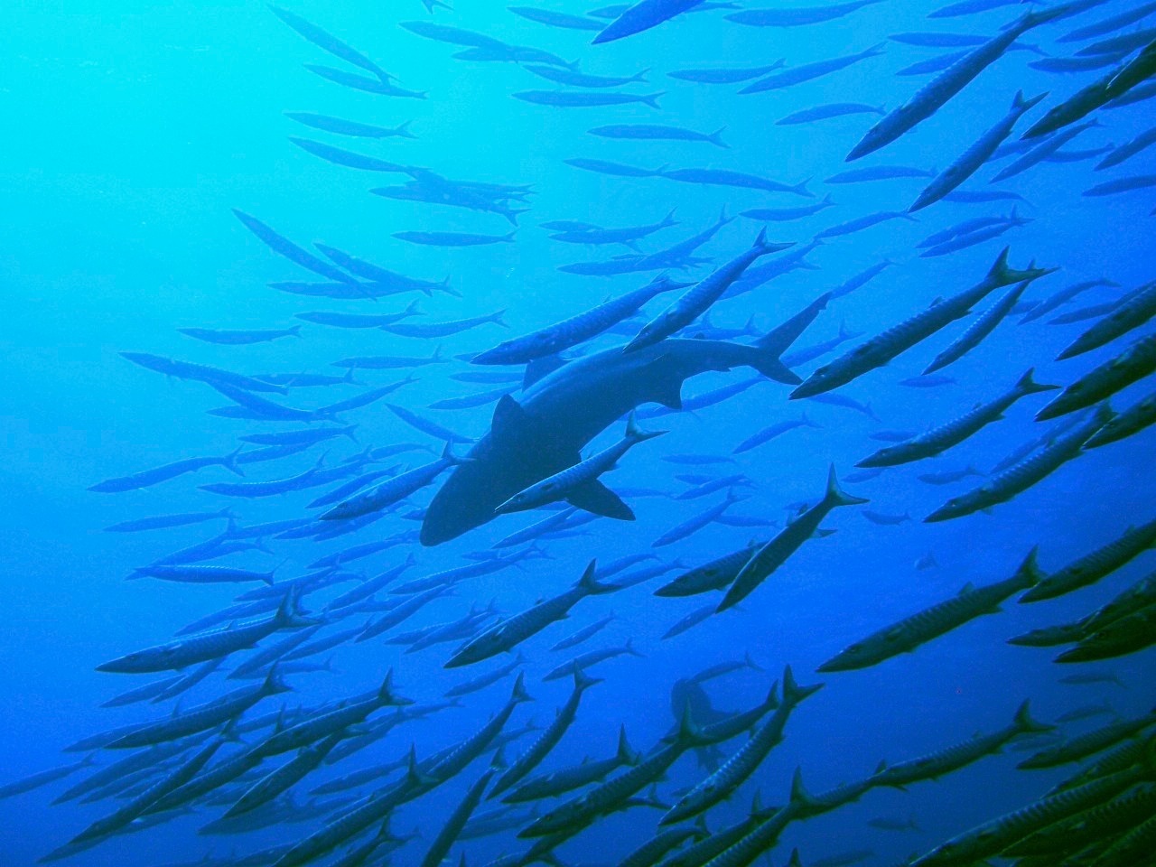 Blacktip reef shark 3.jpg