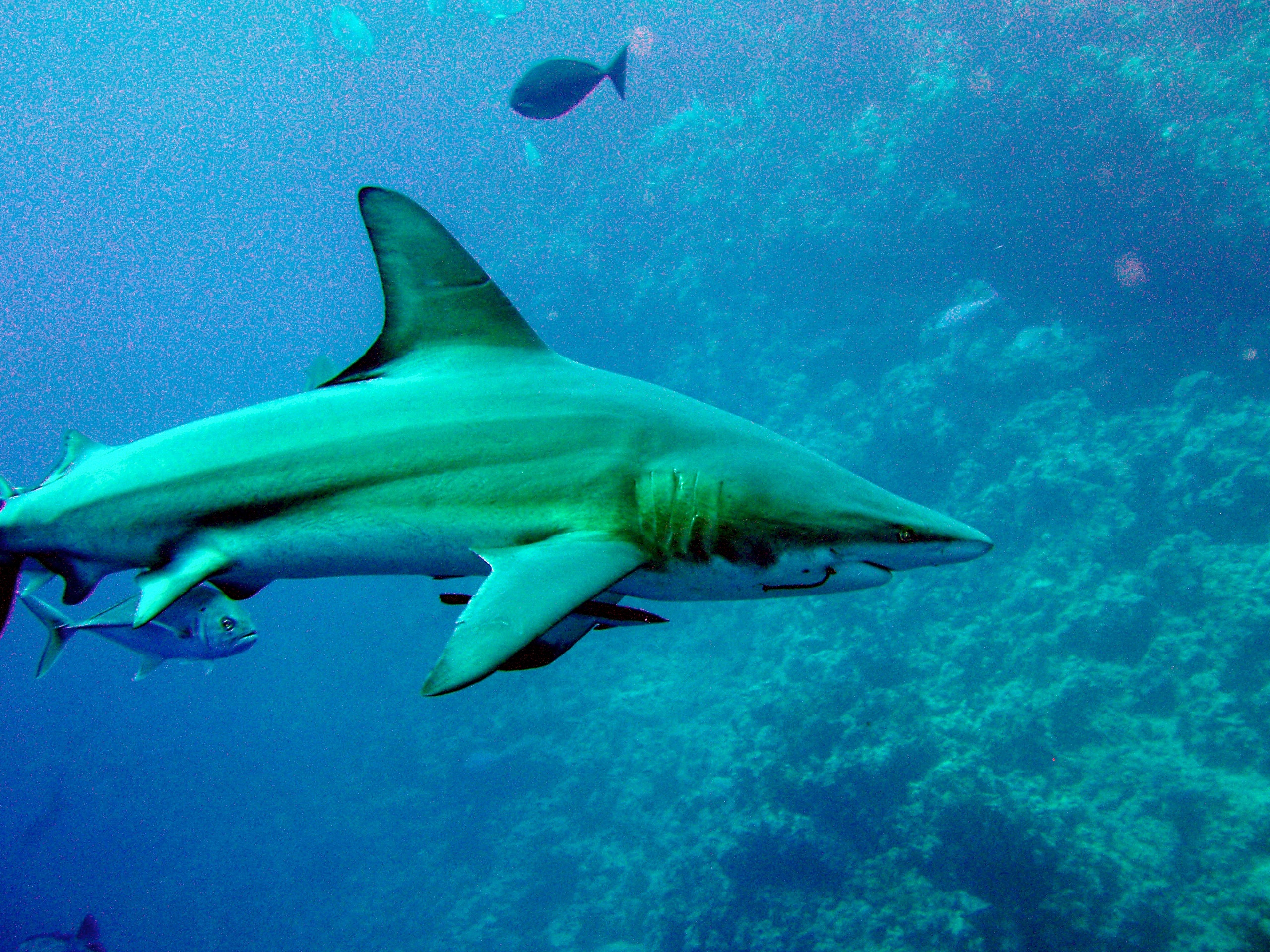 Blacktip reef shark 4.jpg